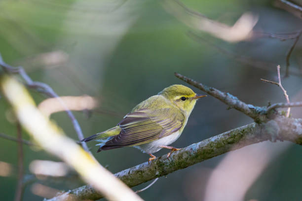 Wood Warbler Wood Warbler on a branch wood warbler phylloscopus sibilatrix stock pictures, royalty-free photos & images