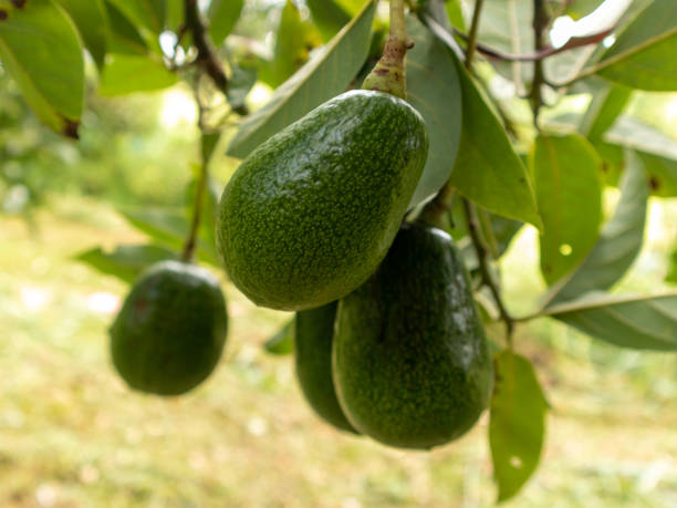 istock A bunch of green avocados hanging from a tree 2070236324