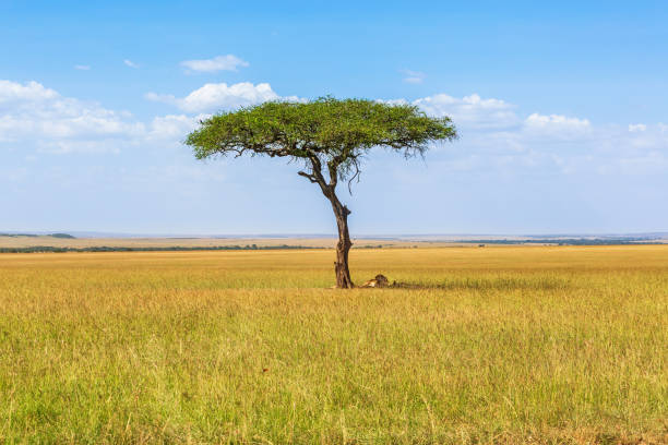 istock Savanna landscape with a single tree and resting lions in the shade 2070237926