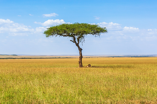 Savanna landscape with a single tree and resting lions in the shade