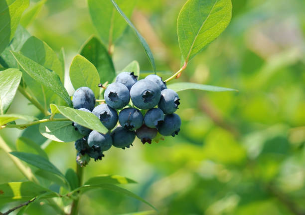 istock close up on fresh blueberry on the tree 2070237932