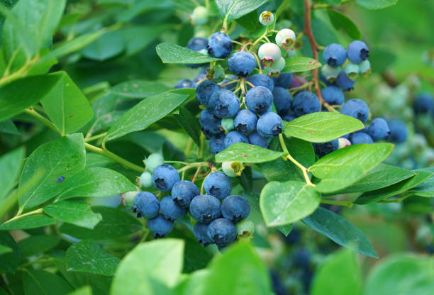 istock close up on fresh blueberry on the tree 2070237933
