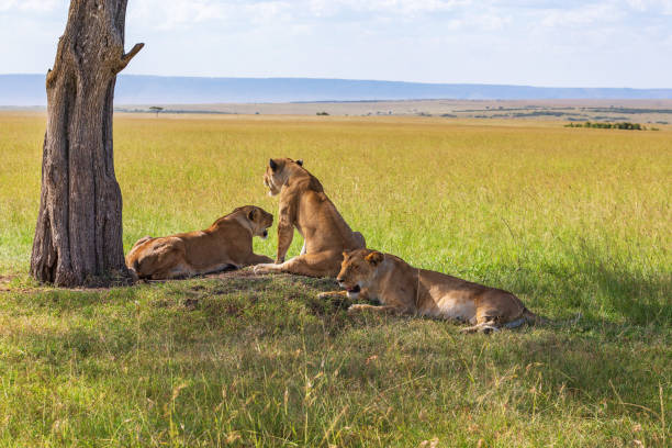 istock Savanna grassland with Lions resting in the shade 2070238955