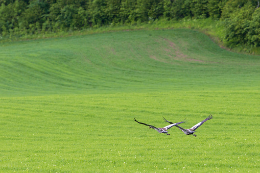 Cranes flying over the grass field