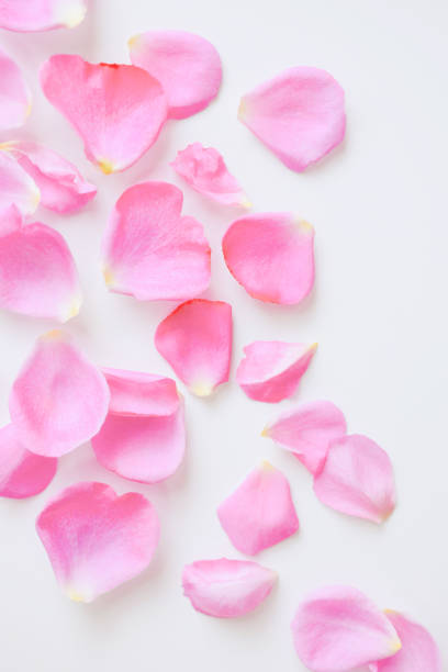 istock Pink rose Yves Piaget petals on white background. 2070242068