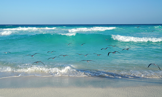 landscape of sea waves and seagulls at beach in Caribbean sea