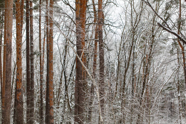 Pine trees in the forest in the snow in winter.