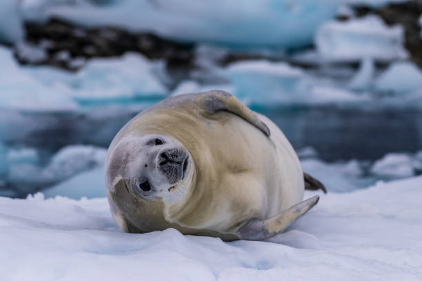 istock Crabeater Seal resting on a sheet of ice 2070242267