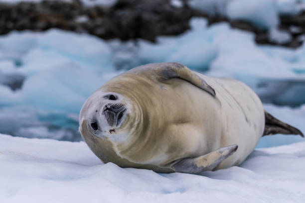 istock Crabeater Seal resting on a sheet of ice 2070242268