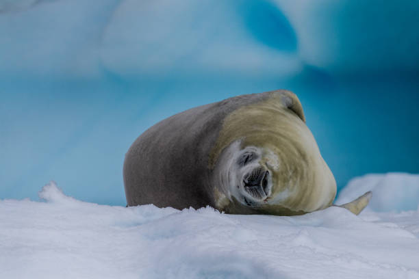 istock Crabeater Seal resting on a sheet of ice 2070242272