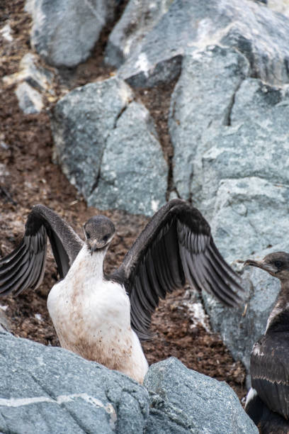 istock Antarctic Shags near Fish Islands 2070242276