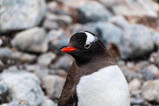 gentoo penguin colony on cuverville island - bird black penguin gentoo penguin 뉴스 사진 이미지