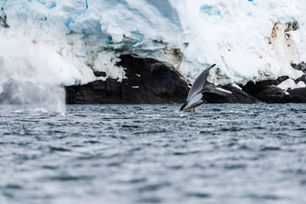 istock Tail of a humpback whale in the Antarctic 2070242379