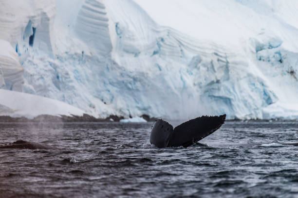 istock Tail of a humpback whale in the Antarctic 2070242381