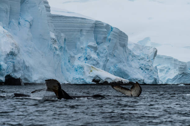 istock Tail of a humpback whale in the Antarctic 2070242382