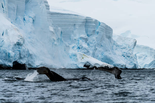 istock Tail of a humpback whale in the Antarctic 2070242384
