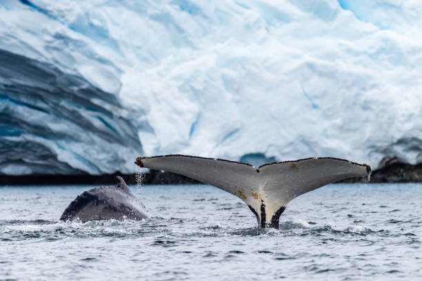 istock Tail of a humpback whale in the Antarctic 2070242387