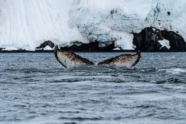 istock Tail of a humpback whale in the Antarctic 2070242391
