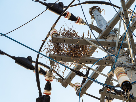 Crows' nests on utility poles