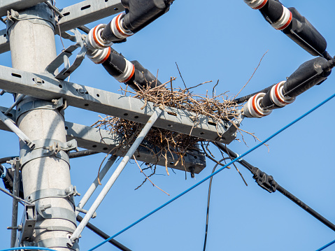 Crows' nests on utility poles