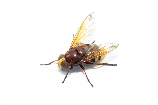 Fly closeup. Bug life. Pest insect. Housefly rubbing limbs together cleaning legs on neutral white grain texture copy space background.