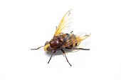 Tabanus, tabano, Hornet mimetic hoverfly, volucella zonaria, studio photography, insect isolated on white background