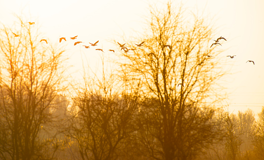 Birds flying in an orange colored sky at sunrise in winter, Almere, Flevoland, The Netherlands, March 8, 2024