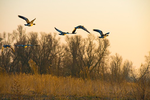 Birds flying in a colored sky in winter, Almere, Flevoland, The Netherlands, March 08, 2024