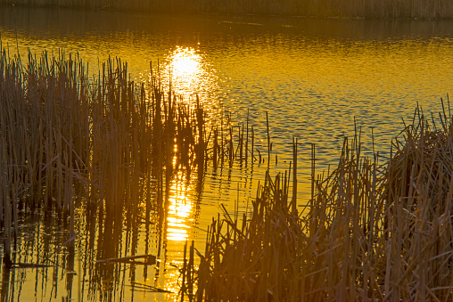 Reed along the edge of a lake at sunrise in winter, Almere, Flevoland, The Netherlands, March 08, 2024