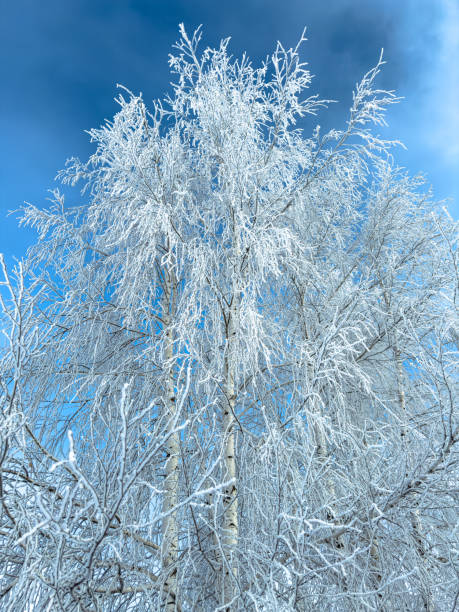 istock Birch branches in white snow against the blue sky 2070282766
