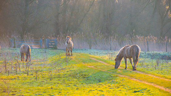 Horses in a field in wetland at sunrise in winter, Almere, Flevoland, The Netherlands, March 8, 2024