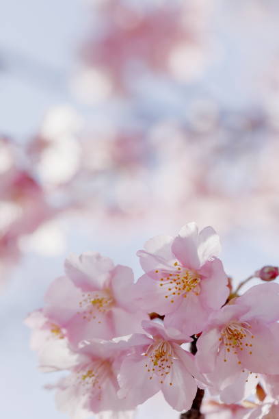 istock Kawazu cherry blossoms blooming in spring 2070298505
