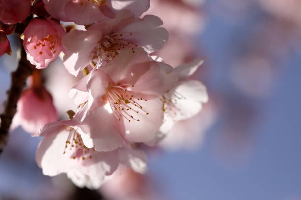 istock Kawazu cherry blossoms blooming in spring 2070300087