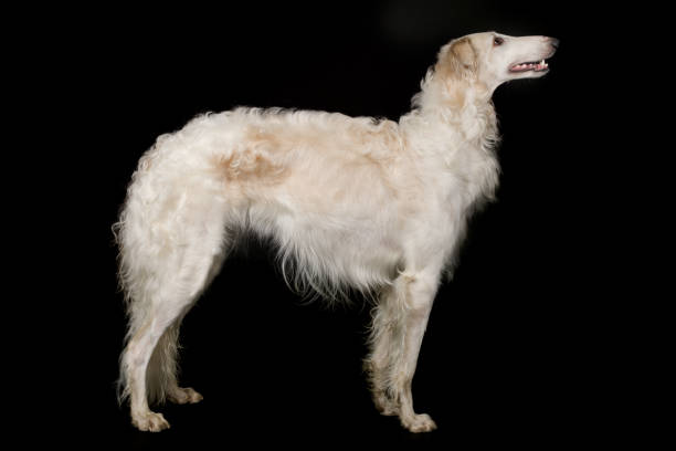 istock Borzoi - Russian greyhound wolfhound dog staying isolated on black background 2070306820