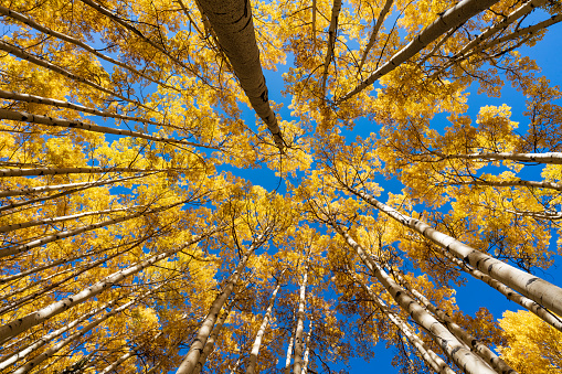 Aspen Forest Lookup - Fall Colors - Yellow Leaves and Blue Sky