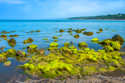 A coastal landscape of a sandy beach at low tide with rocks covered in seaweed algae.