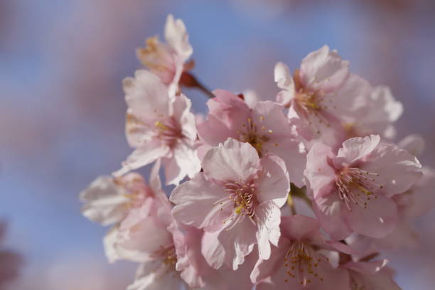 istock Kawazu cherry blossoms blooming in spring 2070326194
