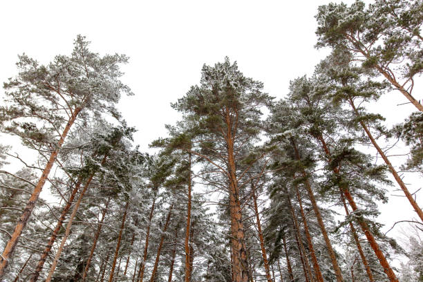 istock Pine trees in the forest in the snow in winter 2070327249