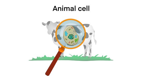 animal cell anatomy, biological animal cell with organelles cross section, Animal cell structure. Educational material, Anatomy of animal cell, Basic cells in animals, biology for school, dna and rna