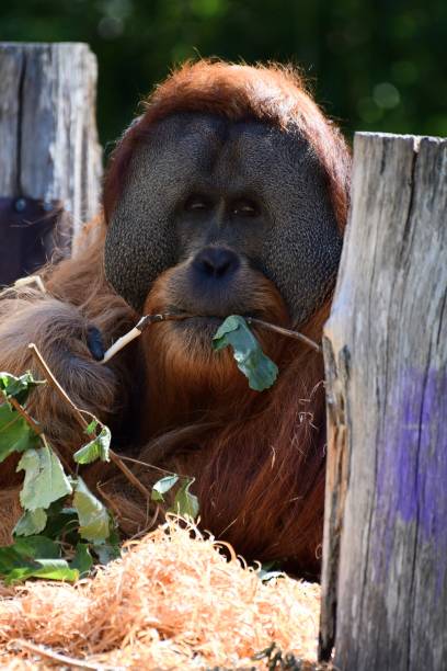male orangutan - ape majestic monkey leadership stock-fotos und bilder