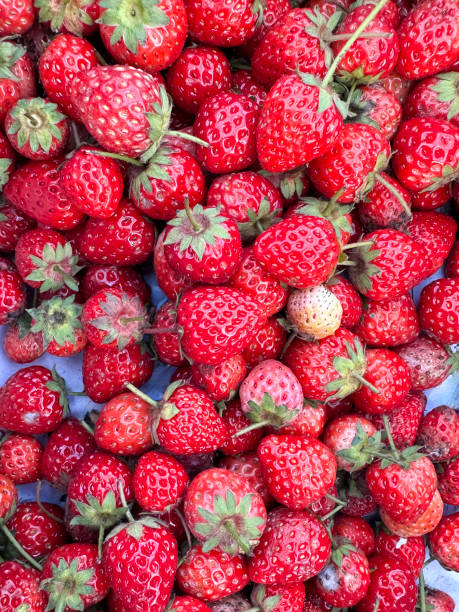 Full frame image of pile of whole, fresh red strawberries with green leaves in cardboard crate lined with paper, elevated view