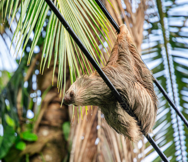 istock Cahuita National Park, Costa Rica 2070350074