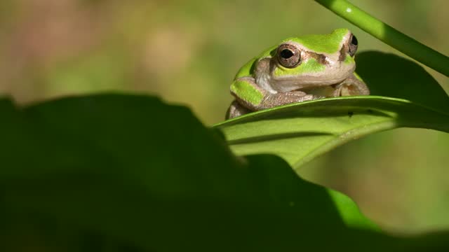 4K video of tree frogs posturing on leaves.