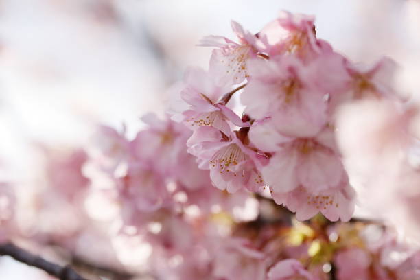 istock Kawazu cherry blossoms blooming in spring 2070355286