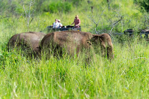 Tourists take jeep rides to see the elephants roaming freely in the grasslands. Minneriya National Park is a national park in North Central Province of Sri Lanka.