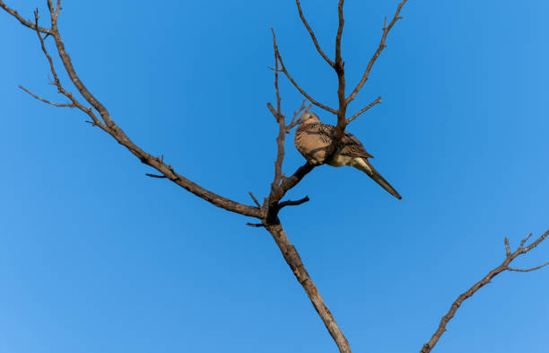 A Spotted Dove (Spilopelia chinensis) rests on a branch. Minneriya National Park is a national park in North Central Province of Sri Lanka.