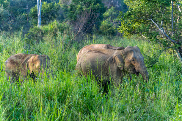 istock Elephants grazing freely in the grassland. 2070370367
