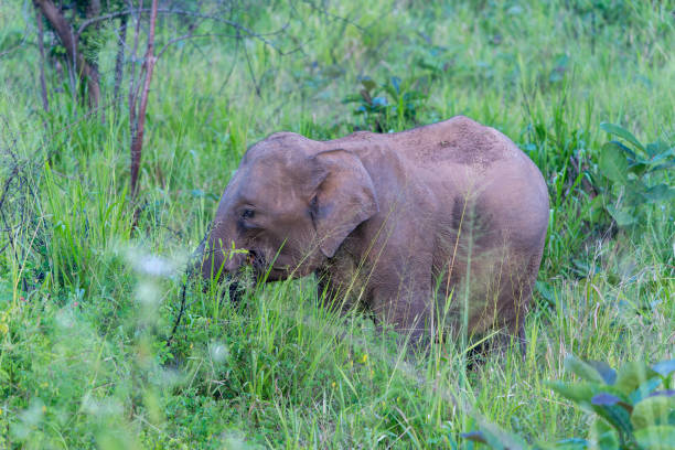 An elephant grazed in the long green grass. Minneriya National Park is a national park in North Central Province of Sri Lanka.