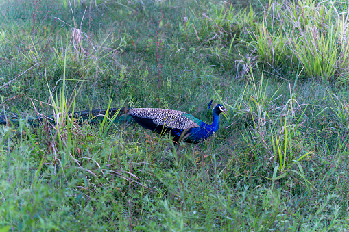 There is a colorful Indian Peafowl ( Pavo cristatus ) on the grass. Minneriya National Park is a national park in North Central Province of Sri Lanka.