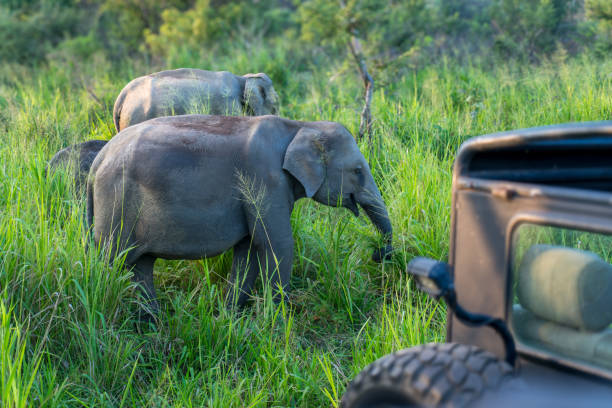 istock Elephants grazing freely in the grassland. 2070370895